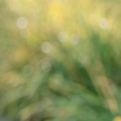 Wedding Guest Dress Edit